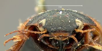 Media type: image;   Entomology 6058 Aspect: head frontal view